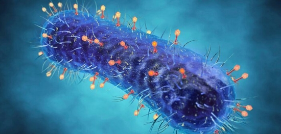 Phages-on-bacteria 