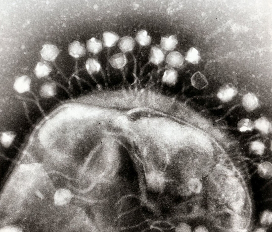 viruses 